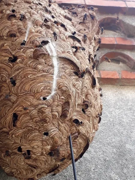 Image de couverture de l'album Nid de frelons situé en hauteur, dans un angle d’immeuble