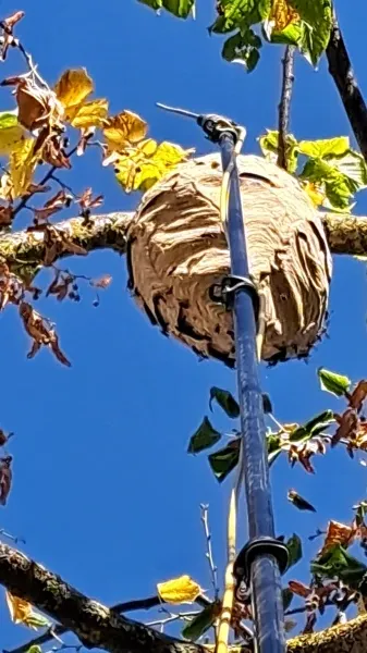 Image de couverture de l'album Nid de frelons situé dans un arbre