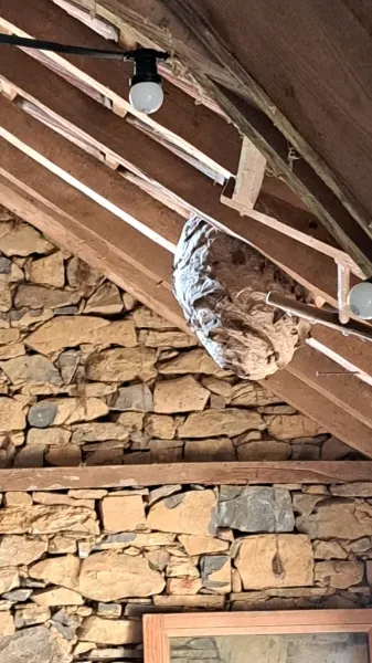 Image de couverture de l'album Nid de frelons dans un grenier