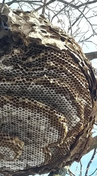 Image de couverture de l'album Présence d’un nid de frelons de grande taille dans un arbre