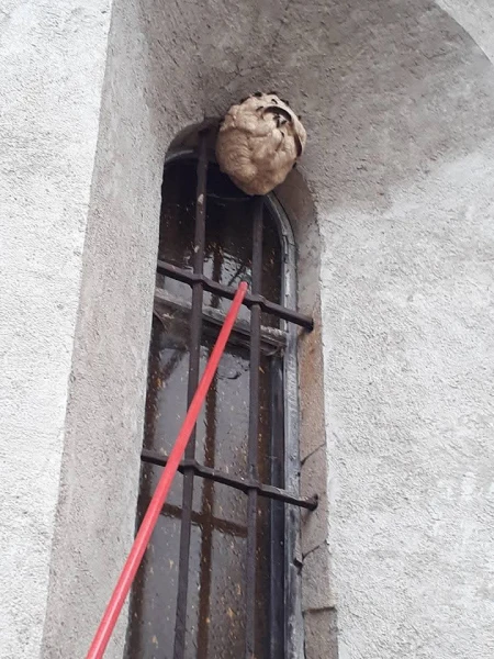 Image de couverture de l'album Nid de frelons sur la fenêtre d’une église