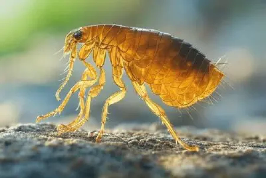 Traitement puces tigres Pyrénées-Orientales